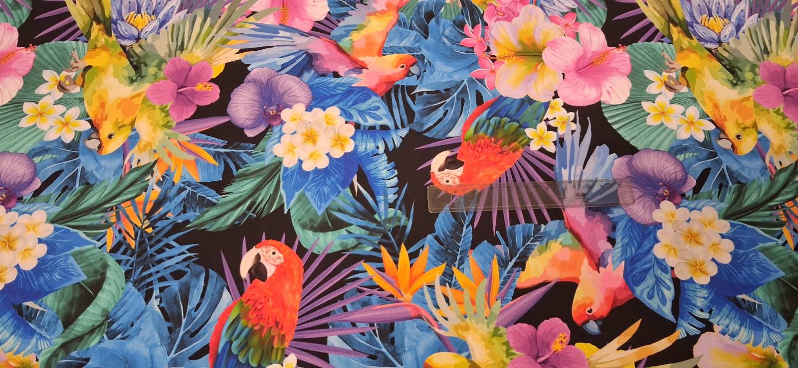 Τροπικοί παπαγάλοι